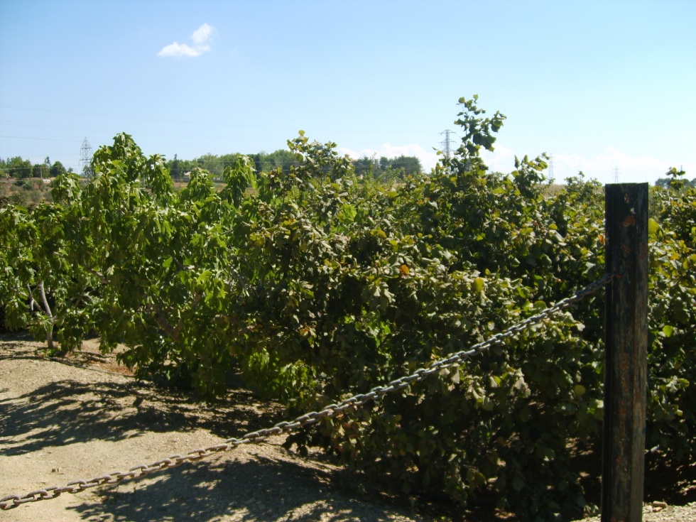 Finca rústica en RIUDECOLS