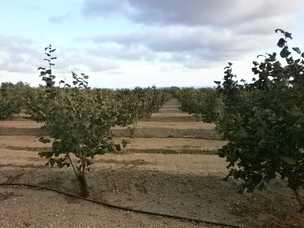 Finca rústica en CASTELLVELL