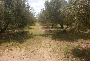 Finca rústica en SALOU