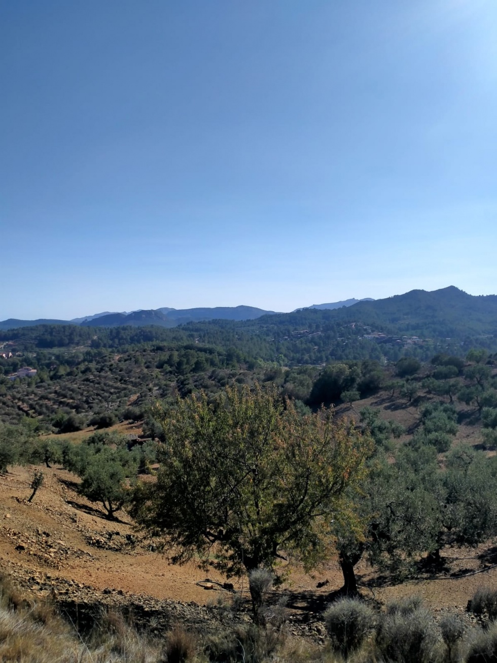 Finca rústica en RIUDECANYES