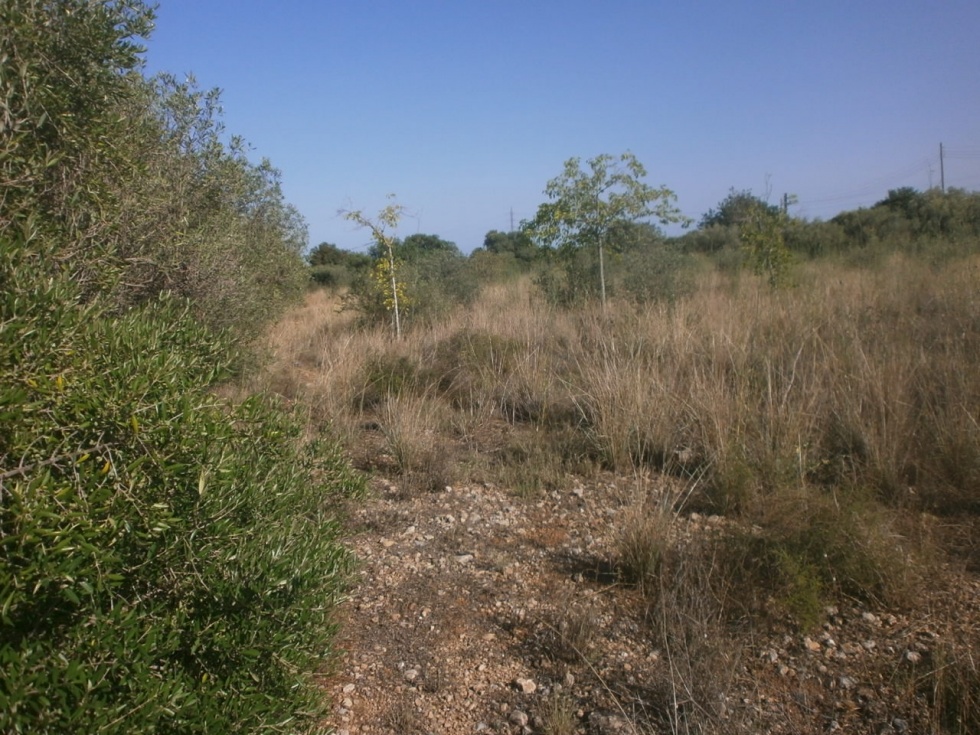 Finca rústica en MONT-ROIG