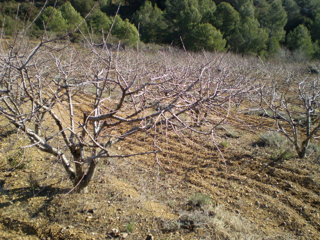 Finca rústica en ALFORJA