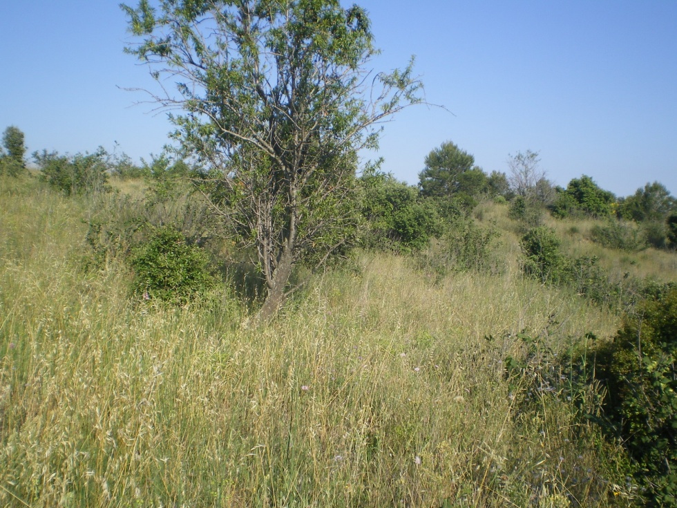 Finca rústica en RIUDECOLS